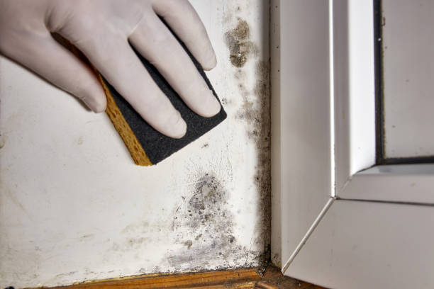 Best HVAC Mold Inspection and Cleaning  in Barberton, OH