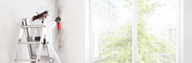 Best Attic Mold Removal  in Barberton, OH